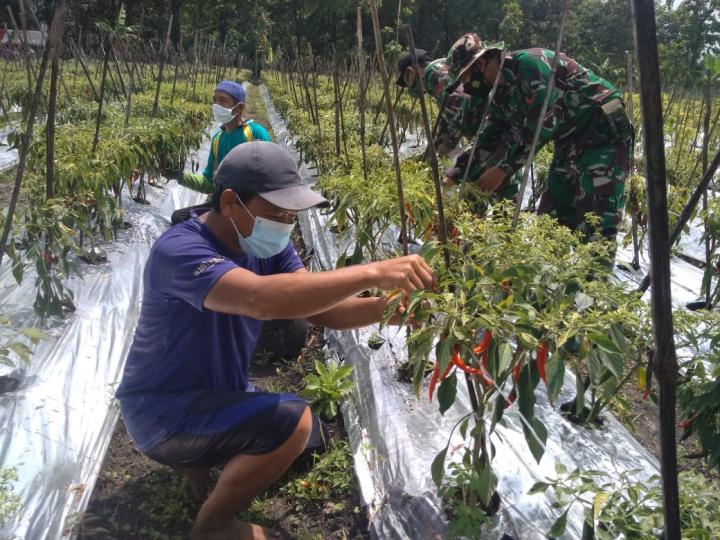 Dengan Metode Organik, Anggota Satuan Tugas TMMD Bojonegoro Membersihkan Rumput Tanaman Cabai Merah